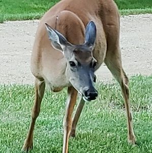 Meet your Posher, Phyllis